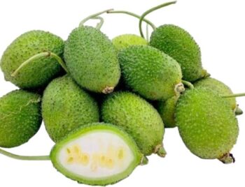 Spine Gourd