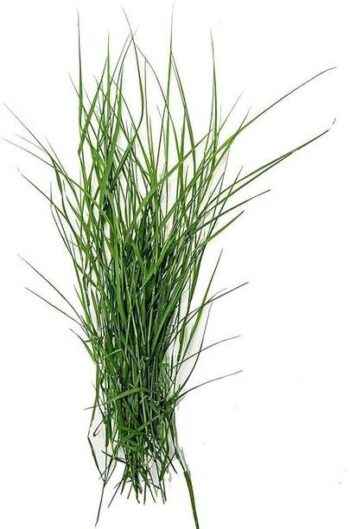 Durva Grass