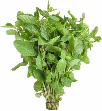 Namdhari's FRESH Mint Leaves