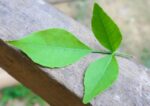 9-bael-patra-unbrand-leafy-no-original-imah2hhpmhputkab.jpeg