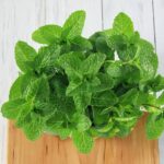 Mint Leaves