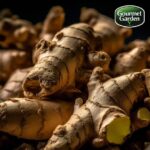 Organic Ginger