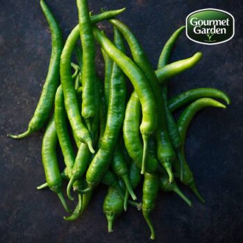 Organic Green Chilli