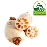 Lotus - Stem