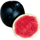 Watermelon - Crimson Red