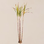 Sugarcane Whole - Supports Immune System